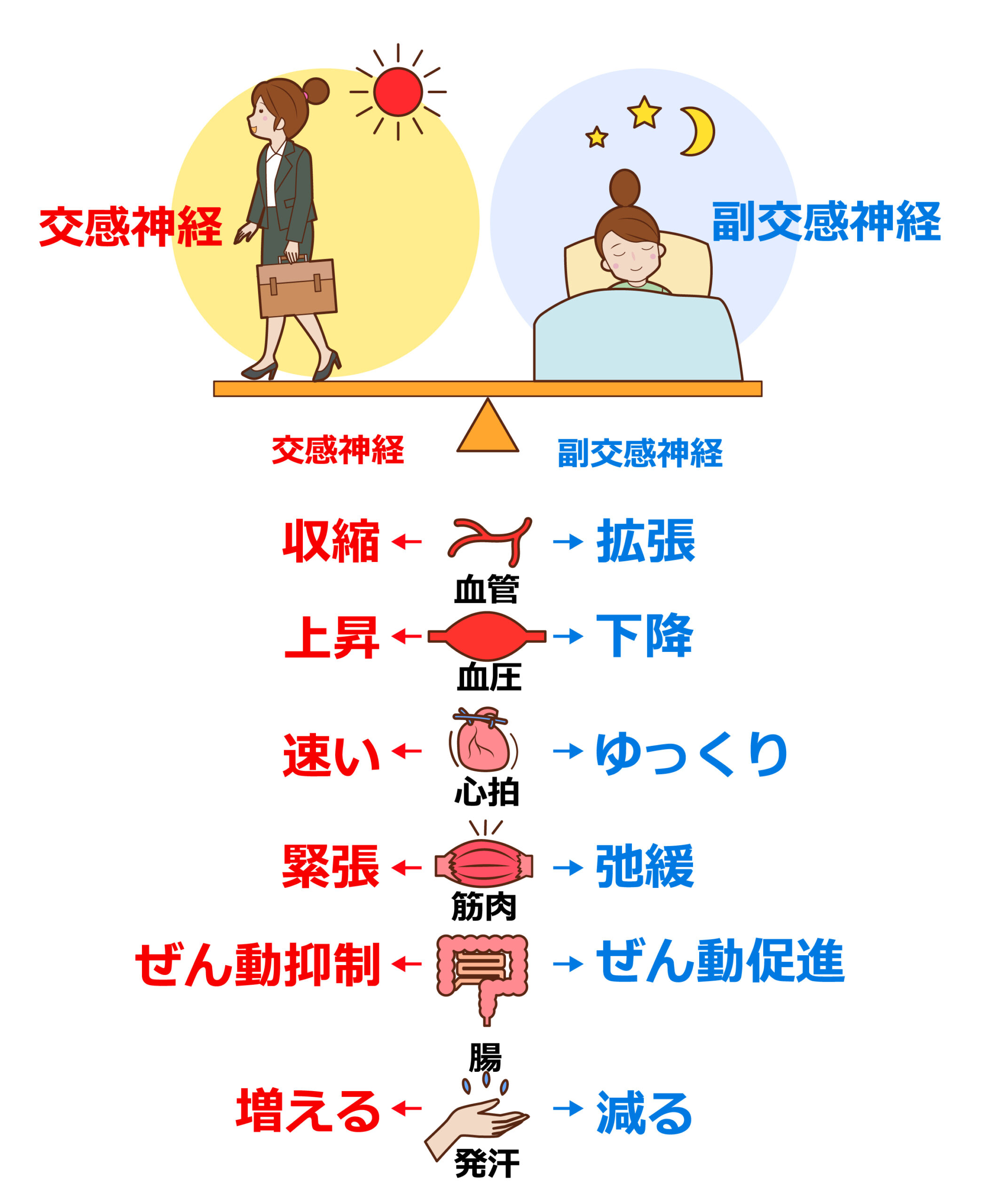 ③自律神経がととのう